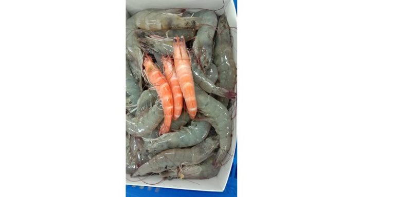 Shrimps2